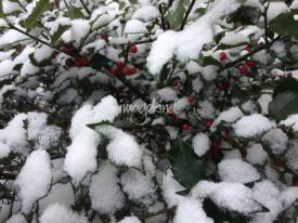 holly-in-snow_art